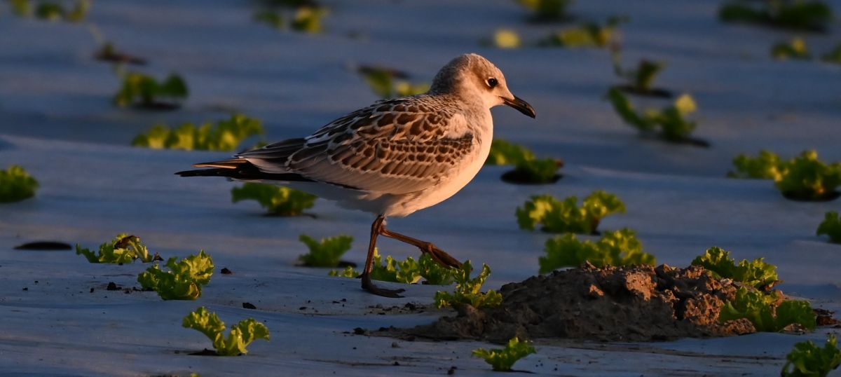Mouette mélanocéphale  - Ingrid Bistan
