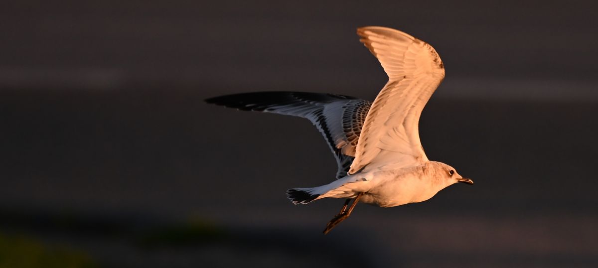 Mouette mélanocéphale  - Ingrid Bistan