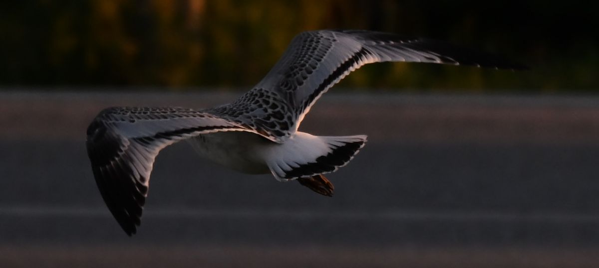 Mouette mélanocéphale  - Ingrid Bistan