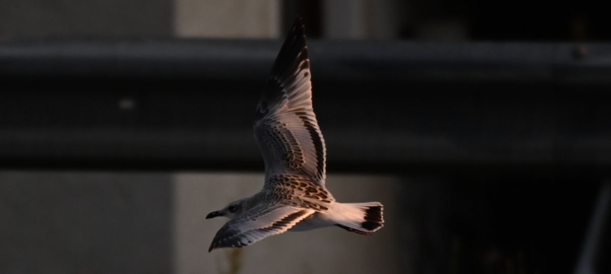 Mouette mélanocéphale  - Ingrid Bistan