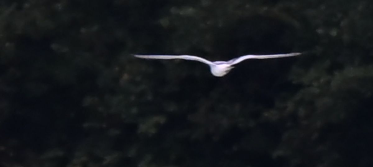 Oiseau indéterminé  - Ingrid Bistan