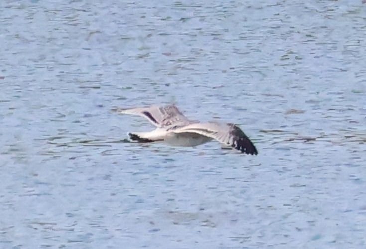 Mouette mélanocéphale 