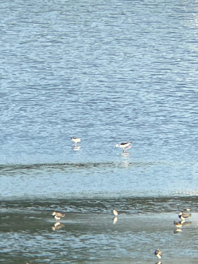 Echasse blanche 