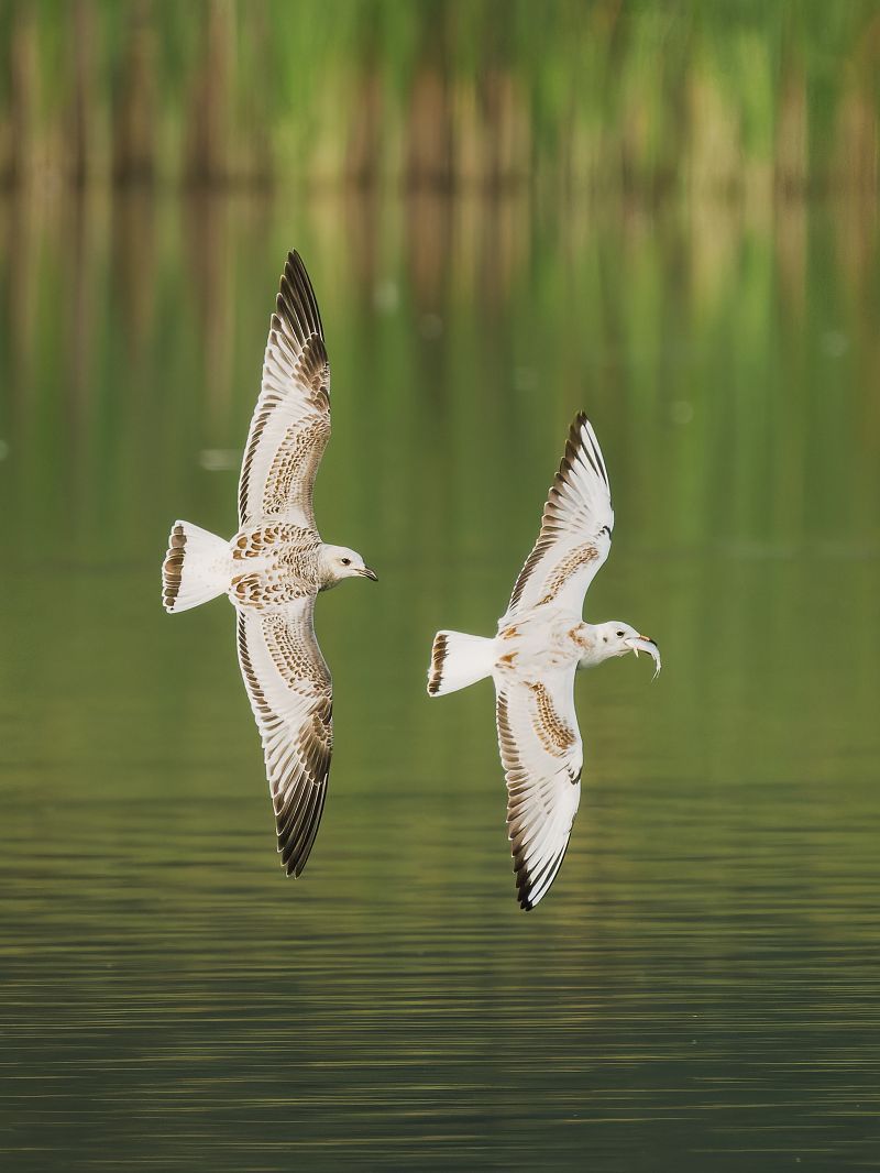 Mouette mélanocéphale  - Daniel Elster