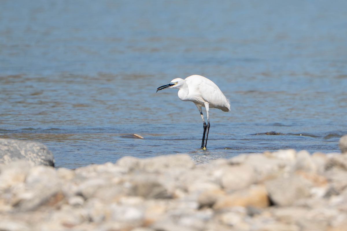 Aigrette garzette  - Richard Blach