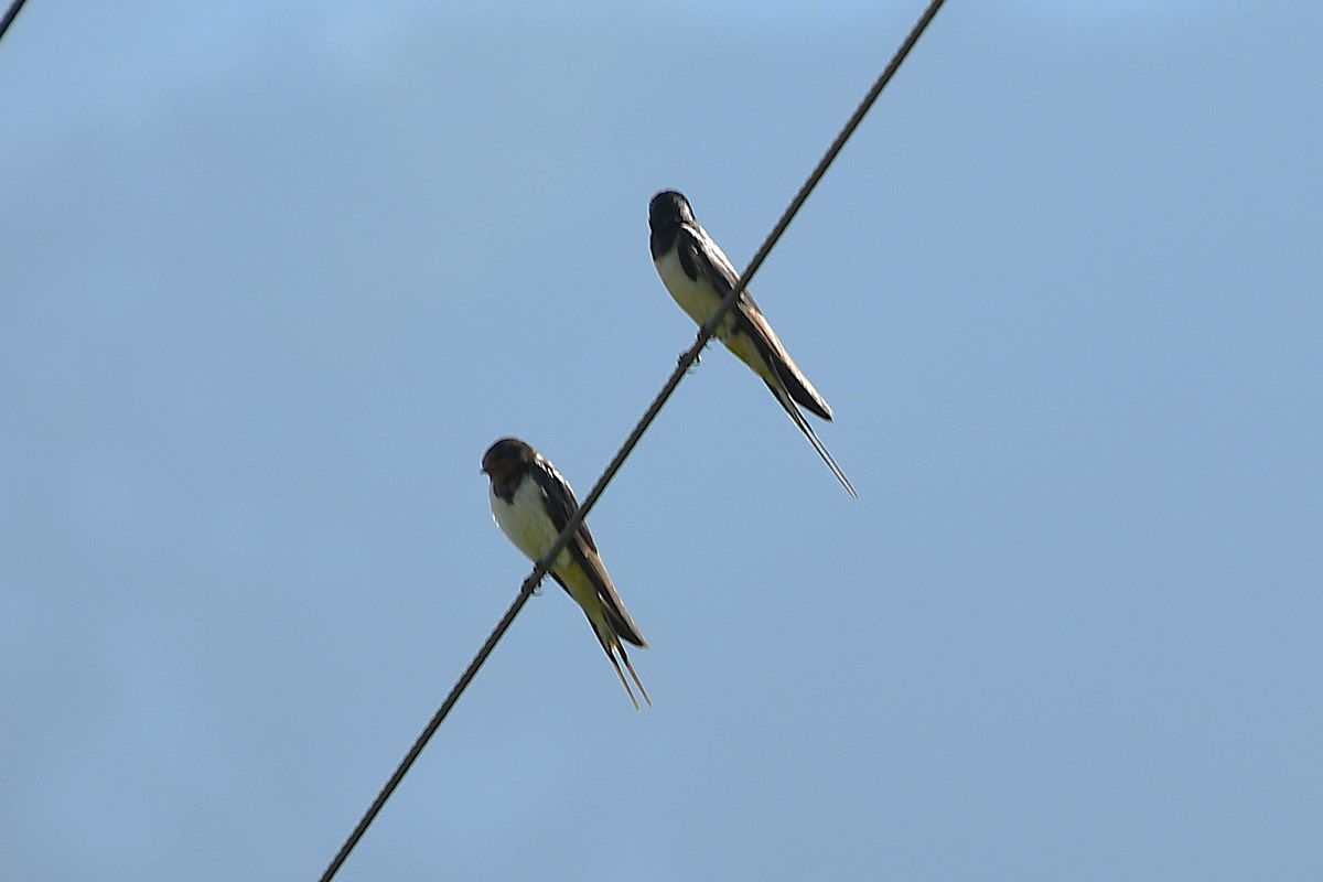 Oiseau indéterminé 
