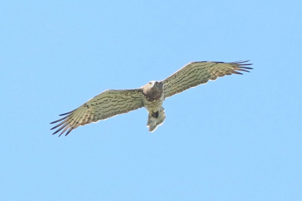 Short-toed Snake Eagle  - Bernhard Zens