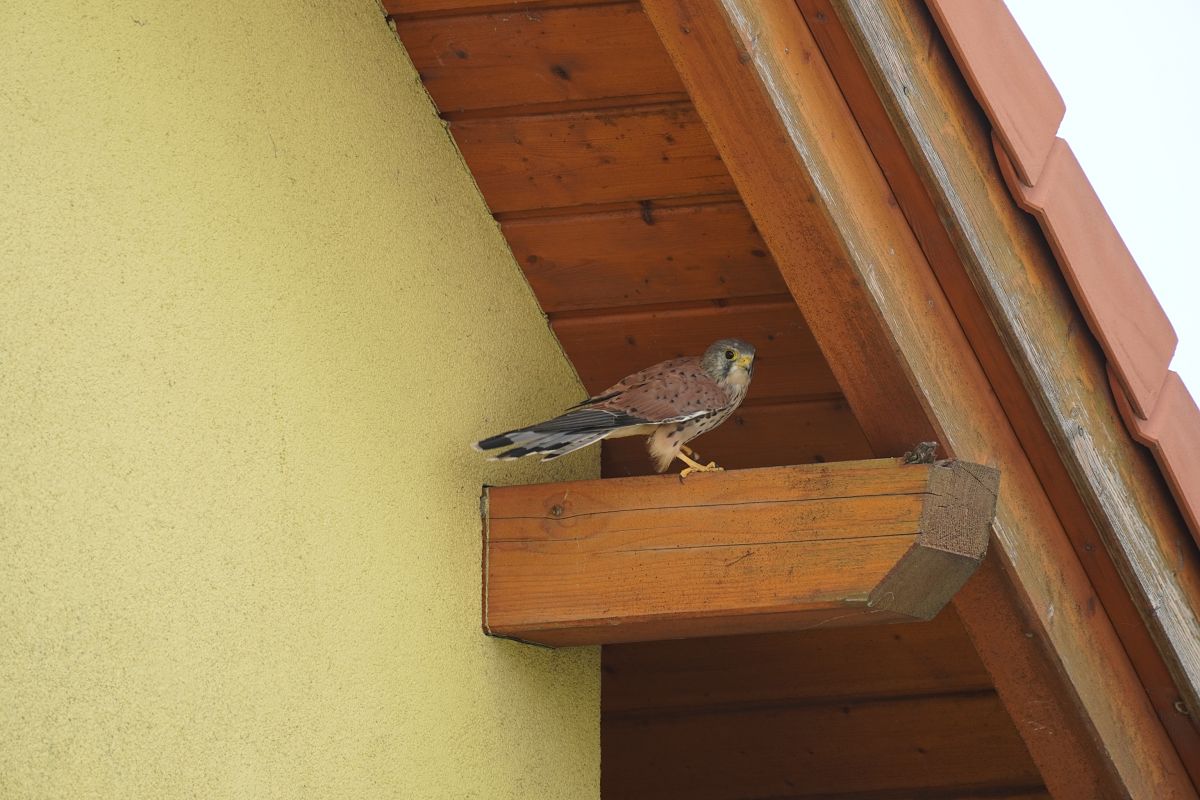 Oiseau indéterminé  - Susanne Buchholzer