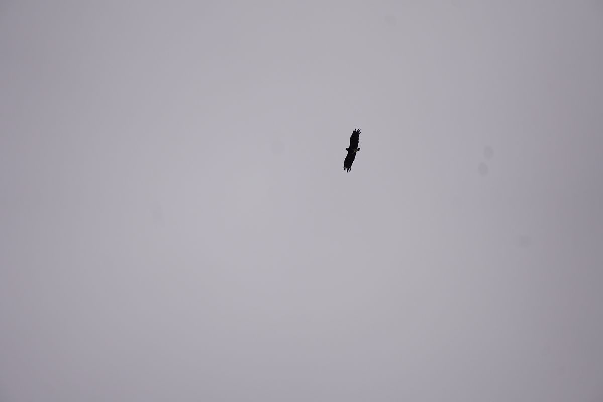 Oiseau indéterminé  - Susanne Buchholzer