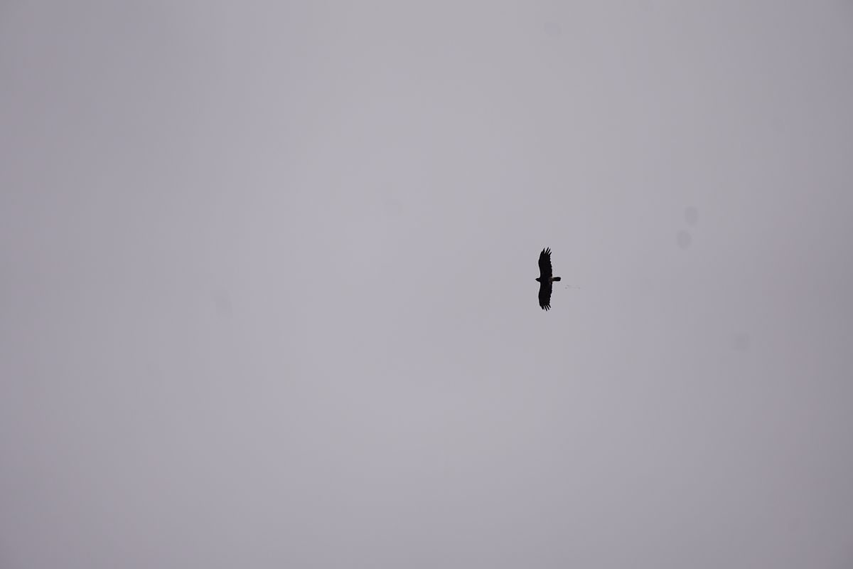 Oiseau indéterminé  - Susanne Buchholzer