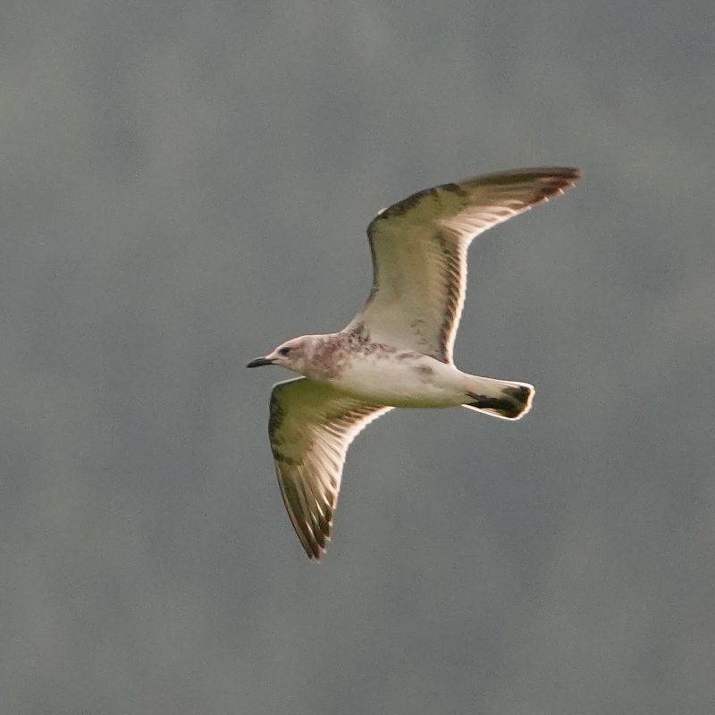 Mouette mélanocéphale  - Konrad Gaus