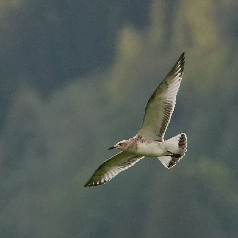 Mouette mélanocéphale  - Konrad Gaus