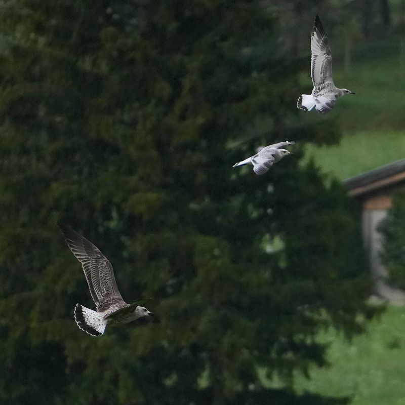 Mouette mélanocéphale  - Konrad Gaus