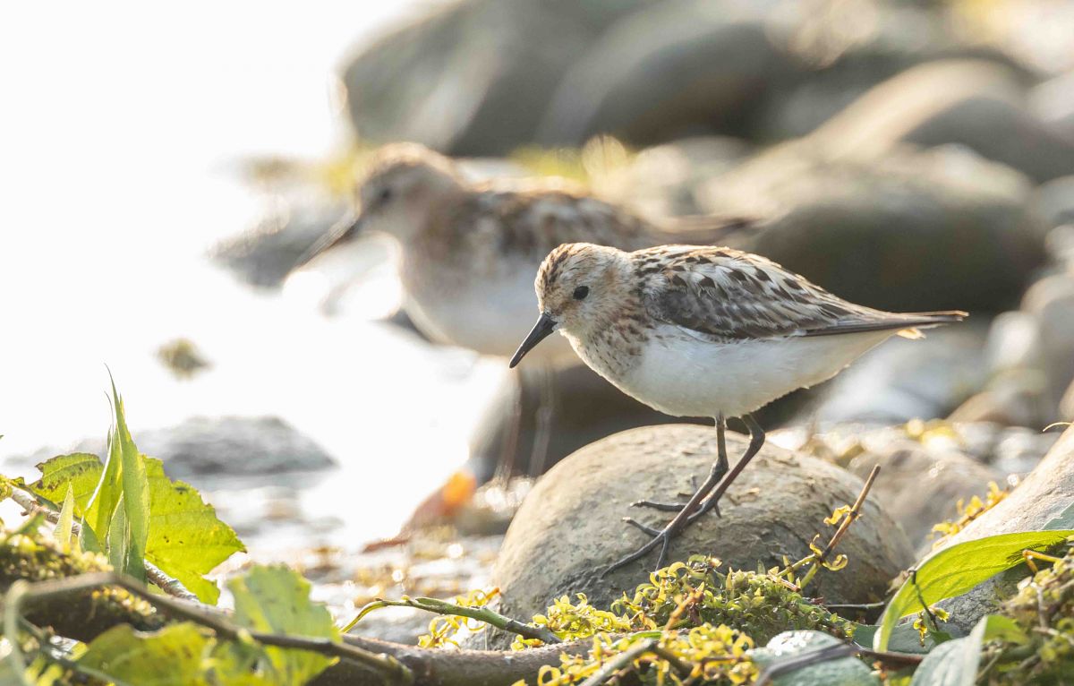 Little Stint  - Gebhard Brenner