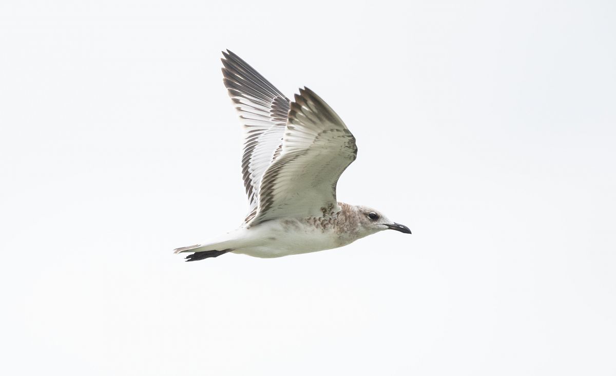 Mouette mélanocéphale  - Gebhard Brenner