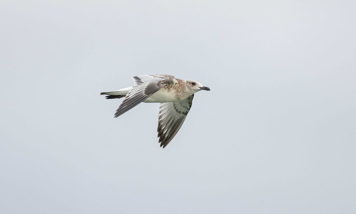 Mouette mélanocéphale  - Gebhard Brenner