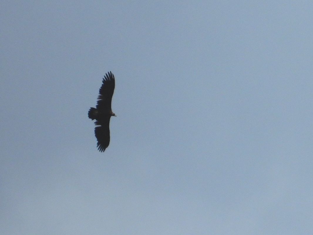 Cinereous Vulture  - Laurenz Krisch