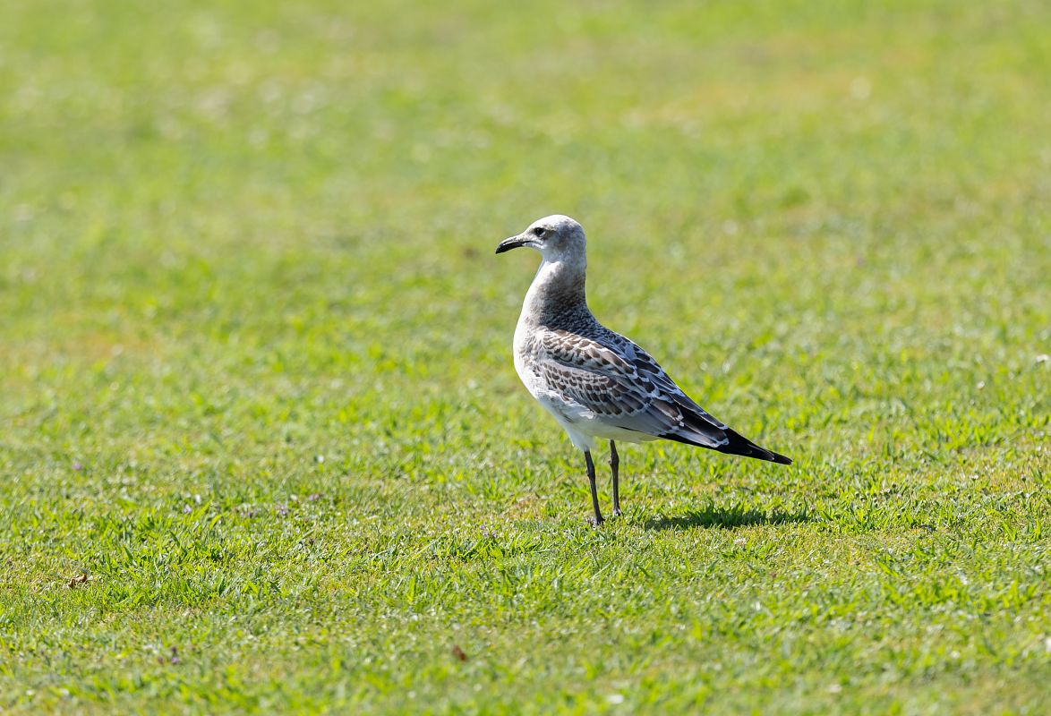 Mouette mélanocéphale  - Ralph Winkler