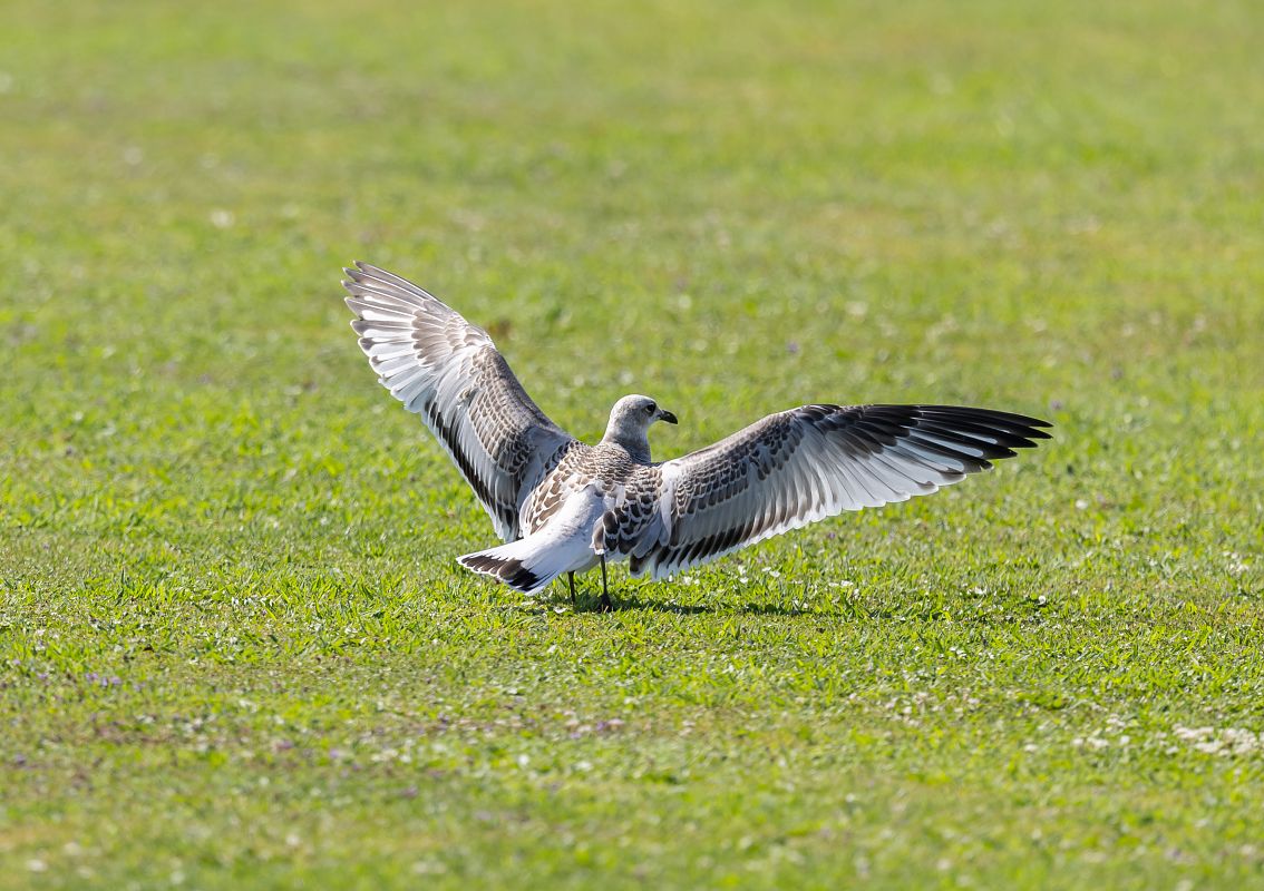 Mouette mélanocéphale  - Ralph Winkler