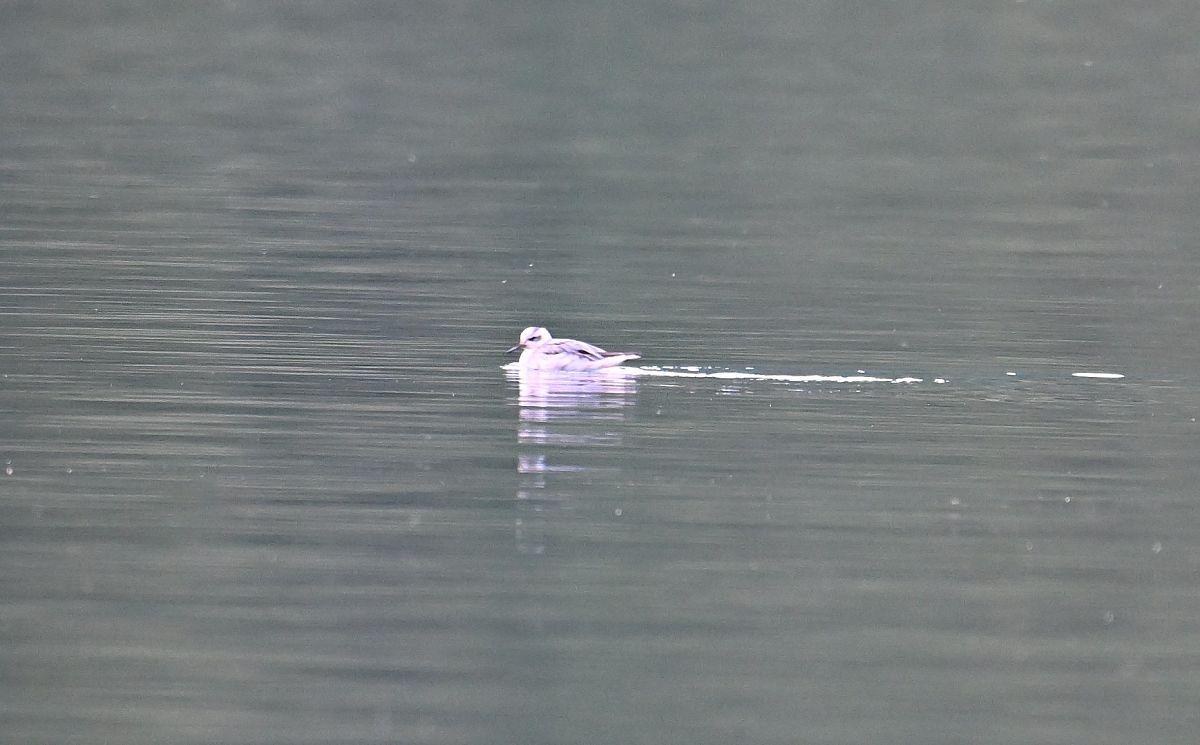 Phalarope à bec large  - Karl Heinz Krainer
