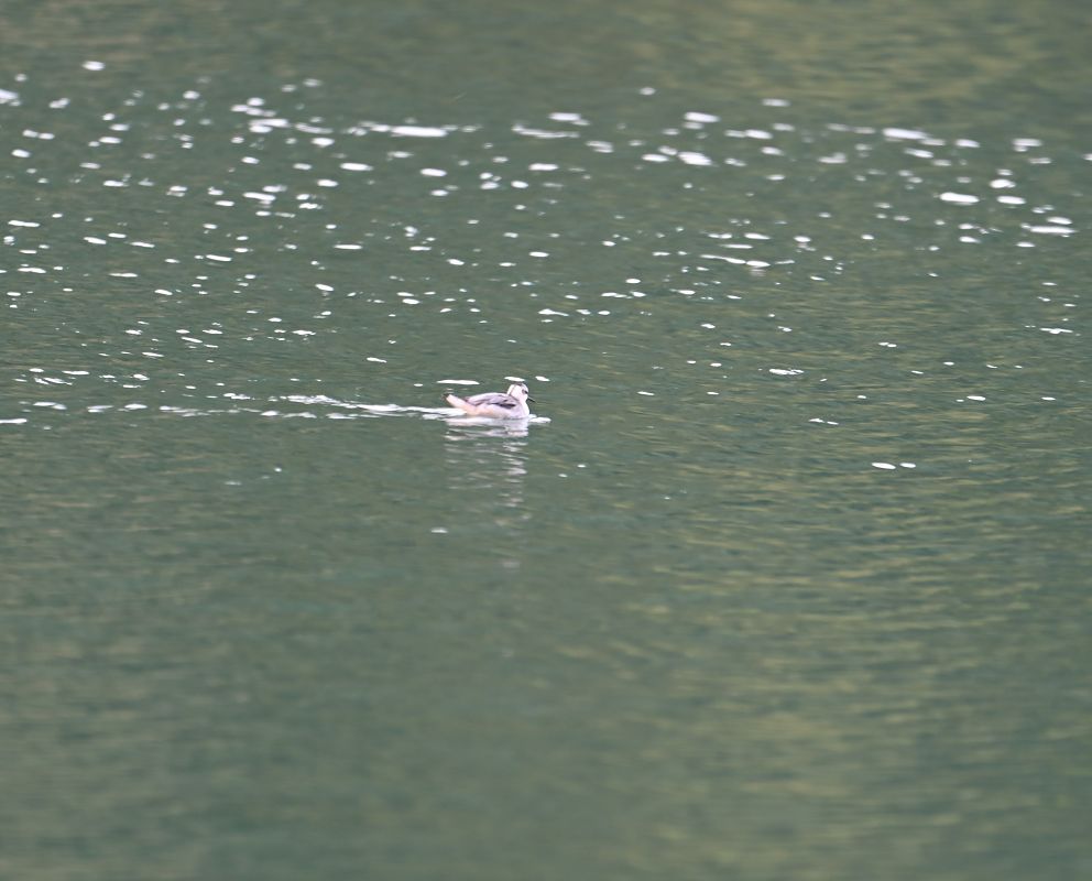 Phalarope à bec large  - Karl Heinz Krainer