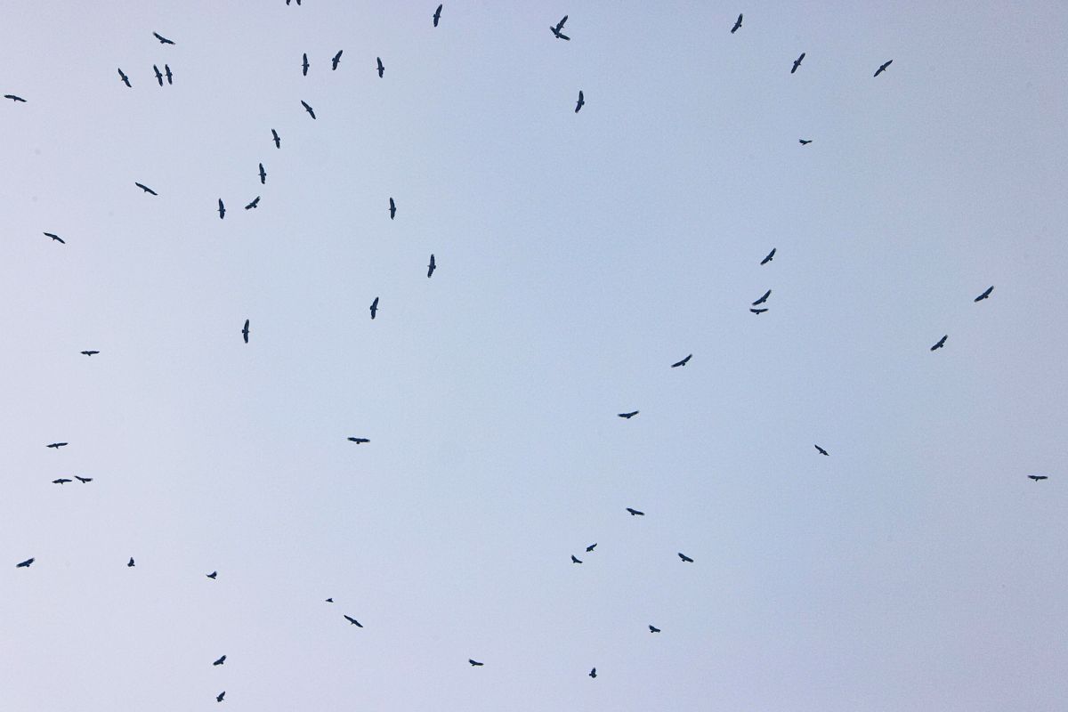 Vautour fauve 