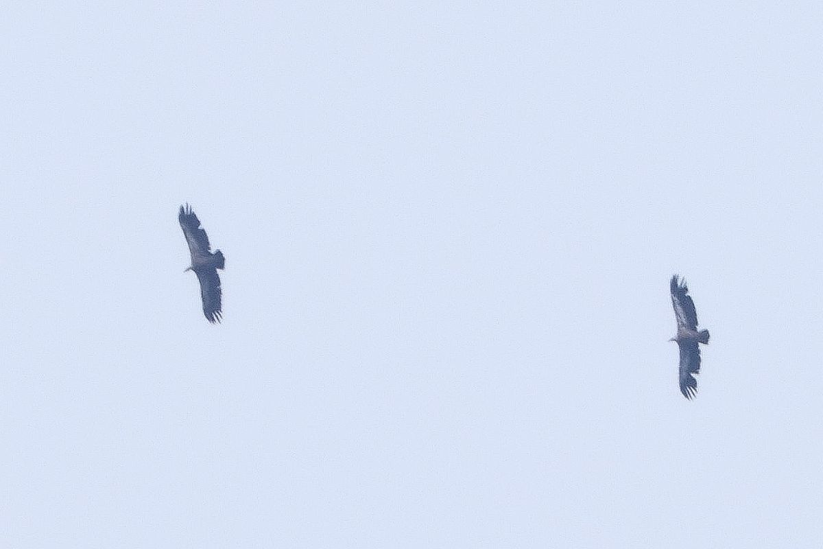 Griffon Vulture 