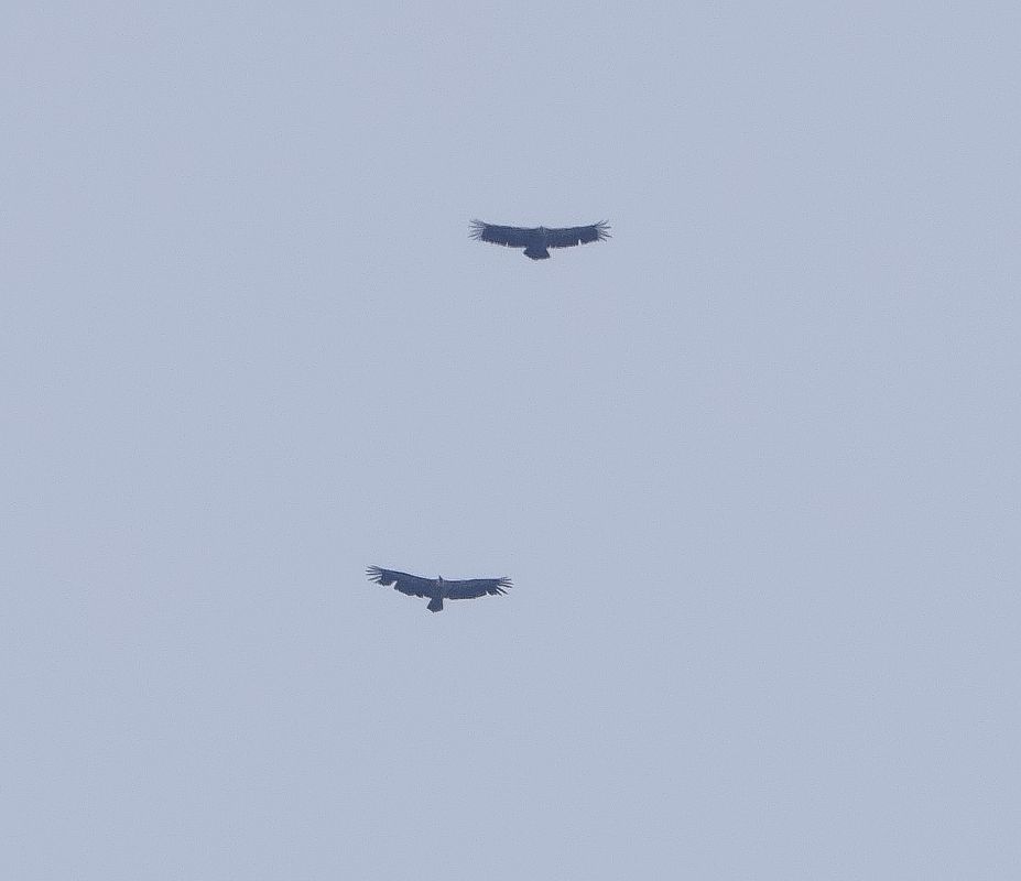 Griffon Vulture 