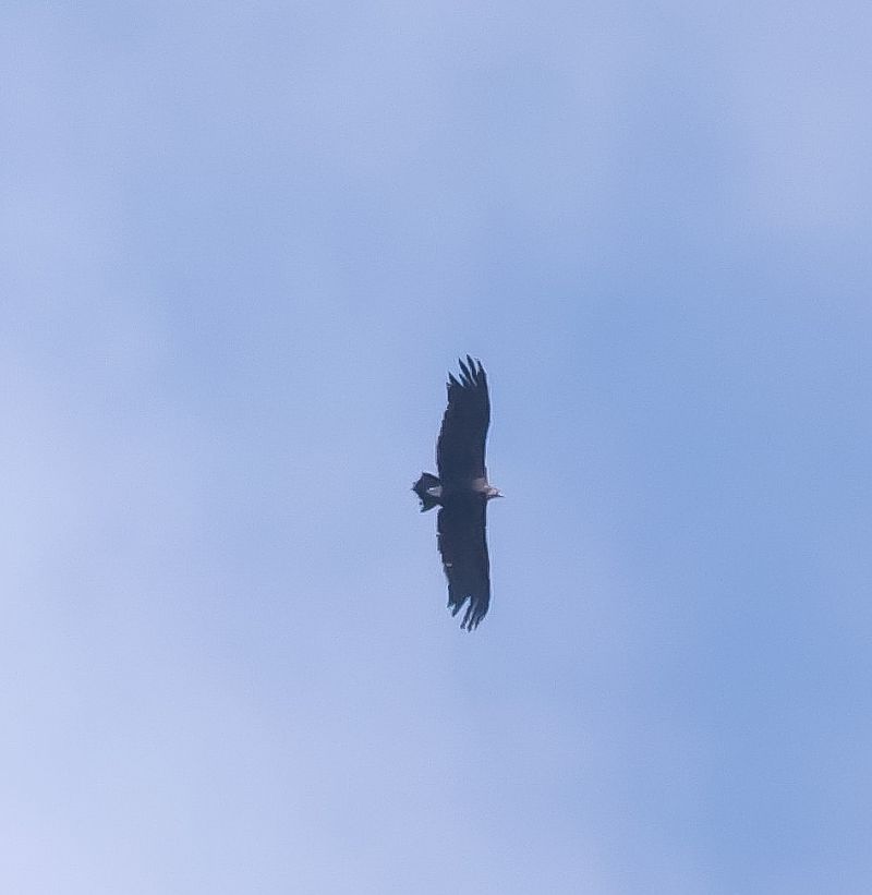 Vautour moine 