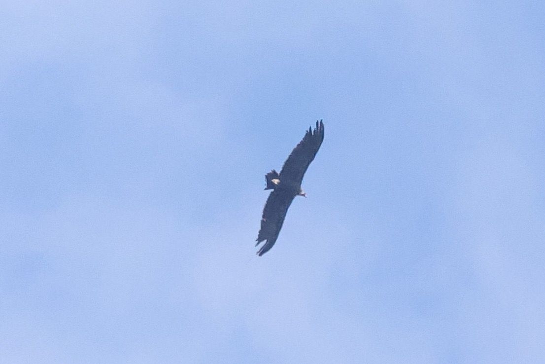 Vautour moine 