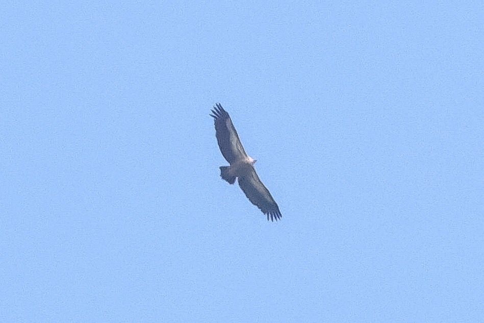 Vautour fauve 