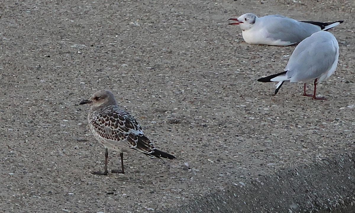 Mouette mélanocéphale  - Jiri Vratny