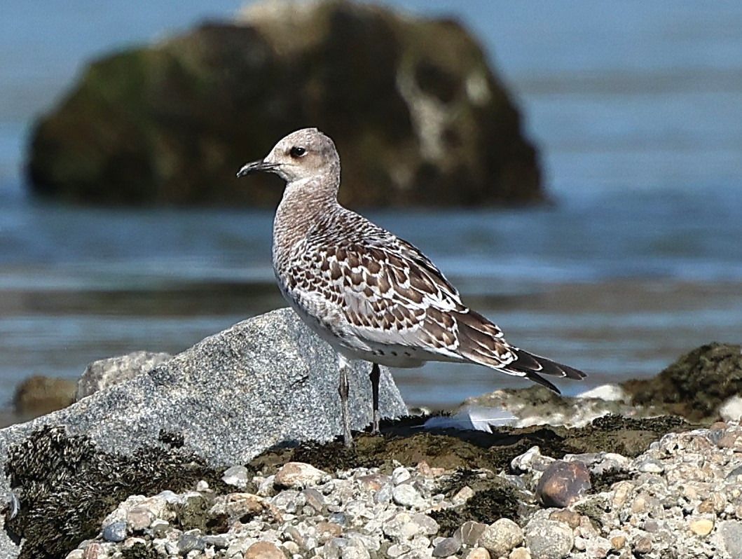 Mouette mélanocéphale  - Jiri Vratny