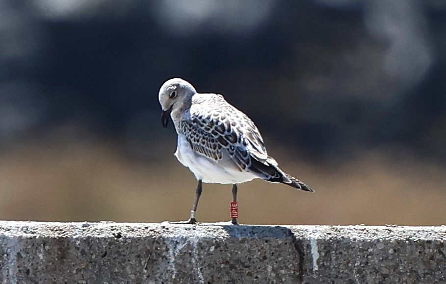Mouette mélanocéphale  - Jiri Vratny