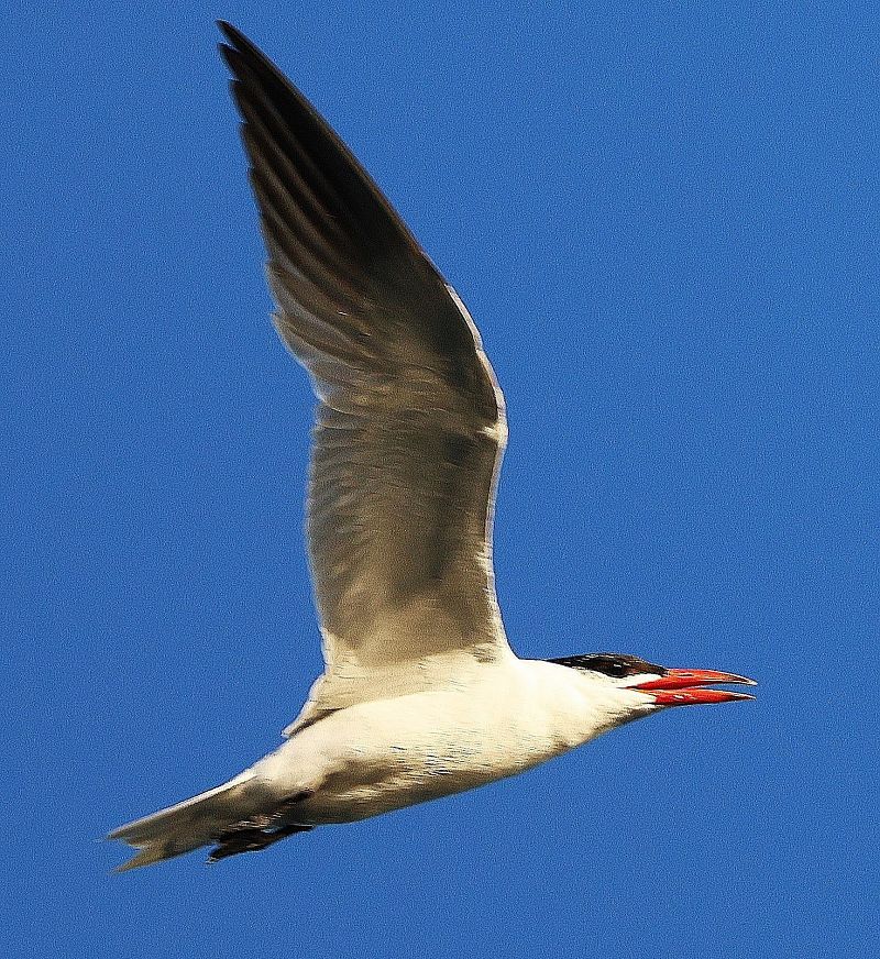 Caspian Tern  - Jiri Vratny