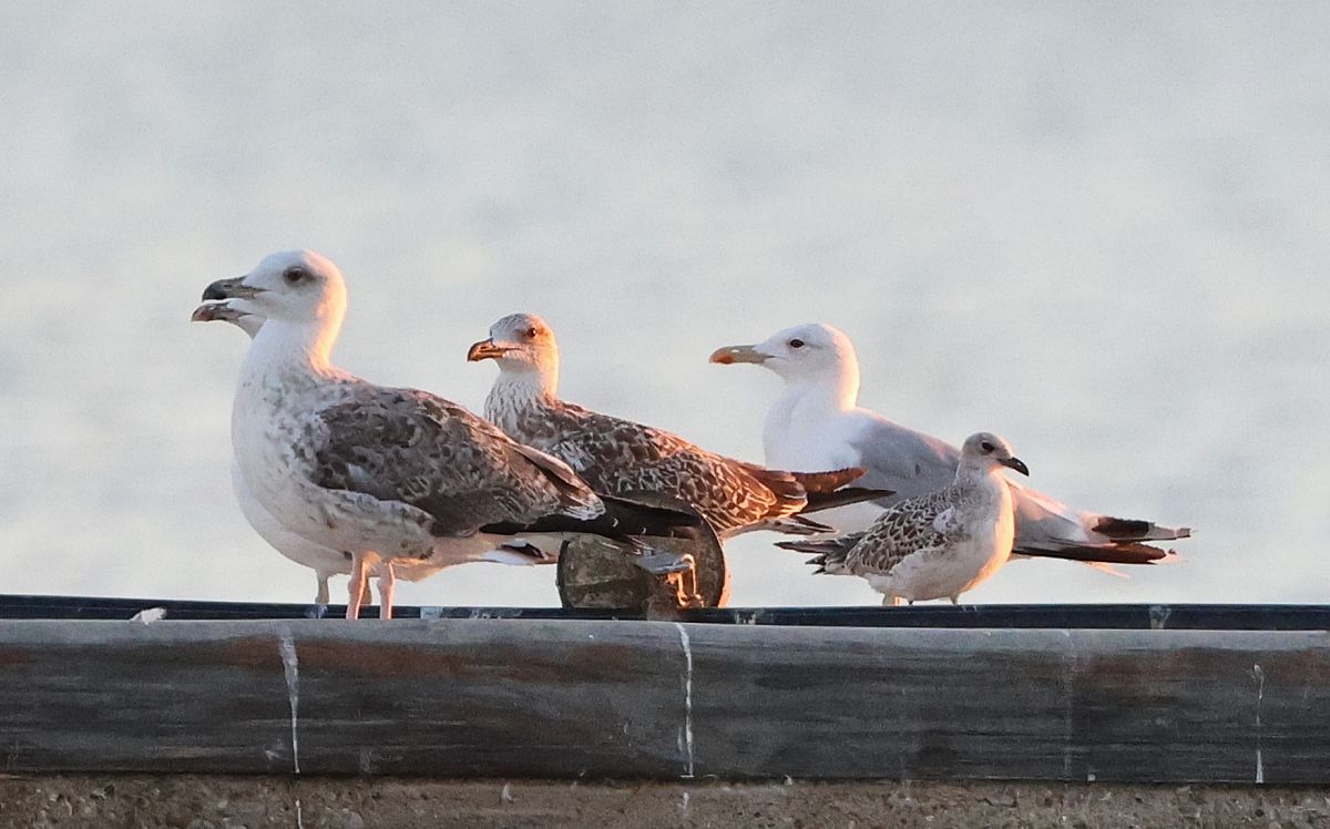 Mouette mélanocéphale  - Jiri Vratny