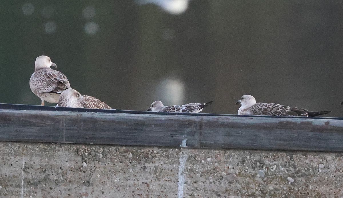 Mouette mélanocéphale  - Jiri Vratny