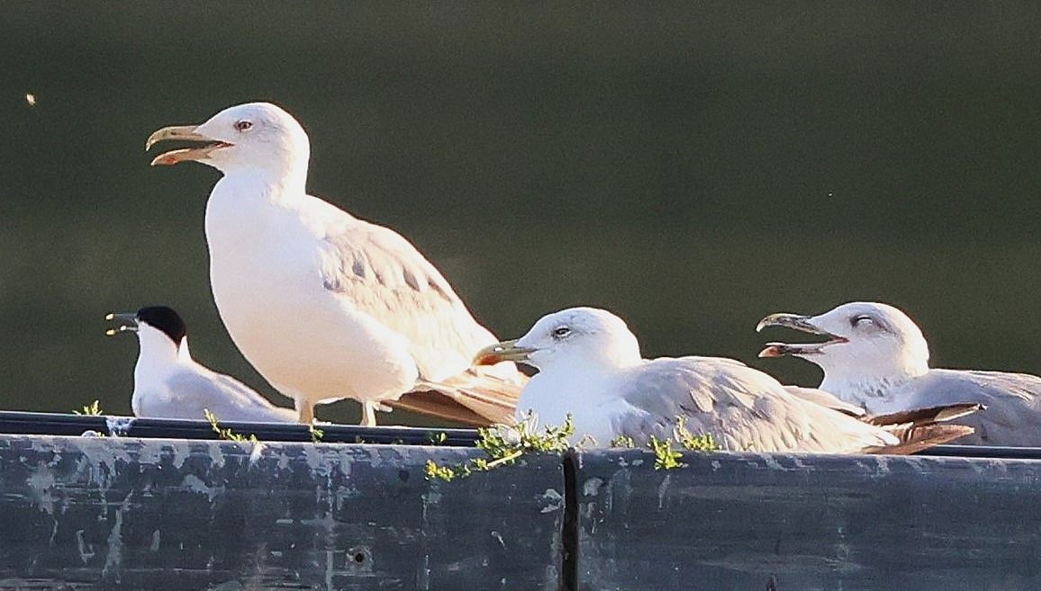Sandwich Tern  - Jiri Vratny