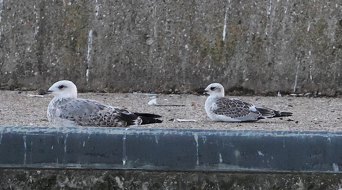 Mouette mélanocéphale  - Jiri Vratny
