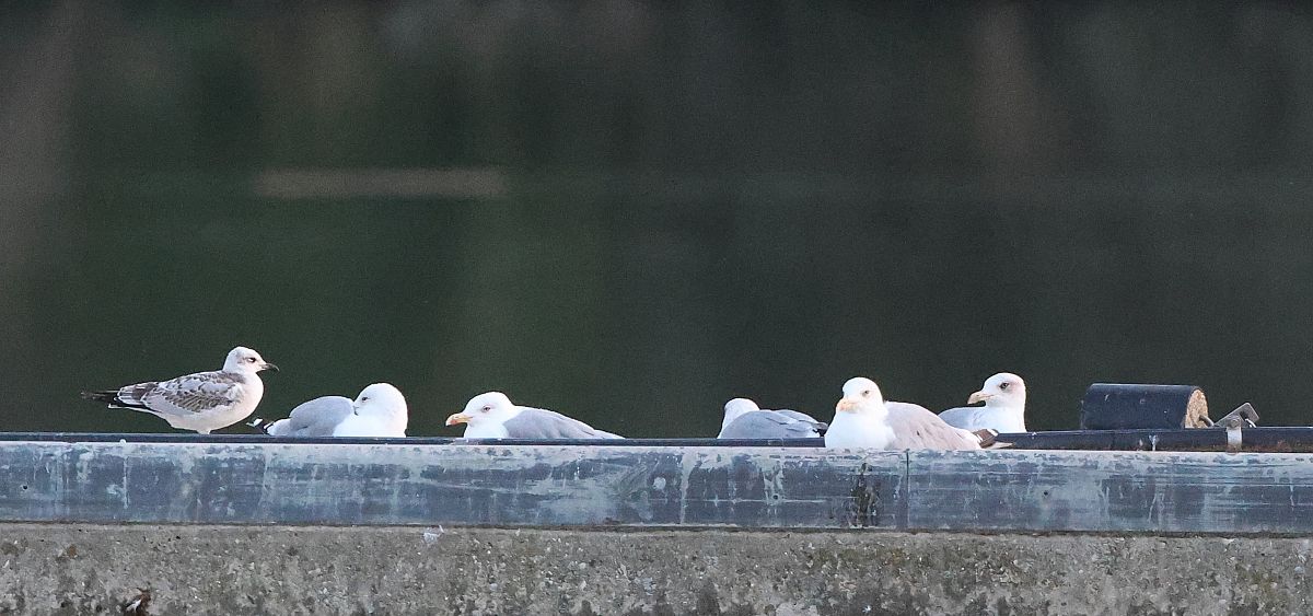 Mouette mélanocéphale  - Jiri Vratny