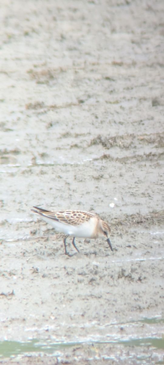 Bécasseau sanderling  - Johannes Jäger