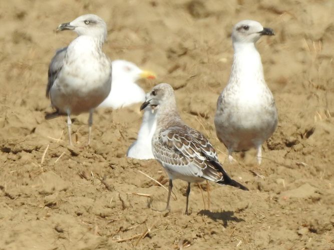 Mouette mélanocéphale  - Jörg Schmitz
