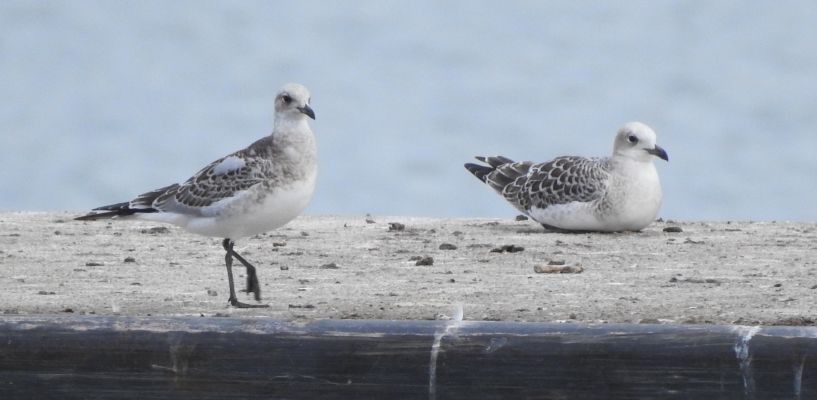 Mouette mélanocéphale  - Jörg Schmitz