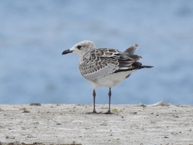 Mouette mélanocéphale  - Jörg Schmitz