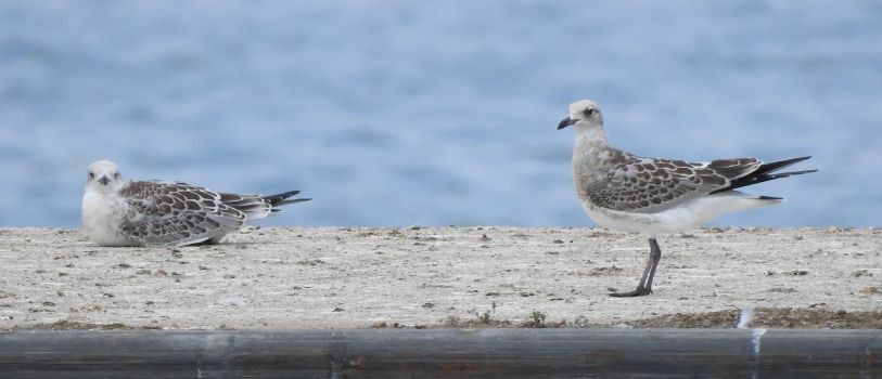 Mouette mélanocéphale  - Jörg Schmitz