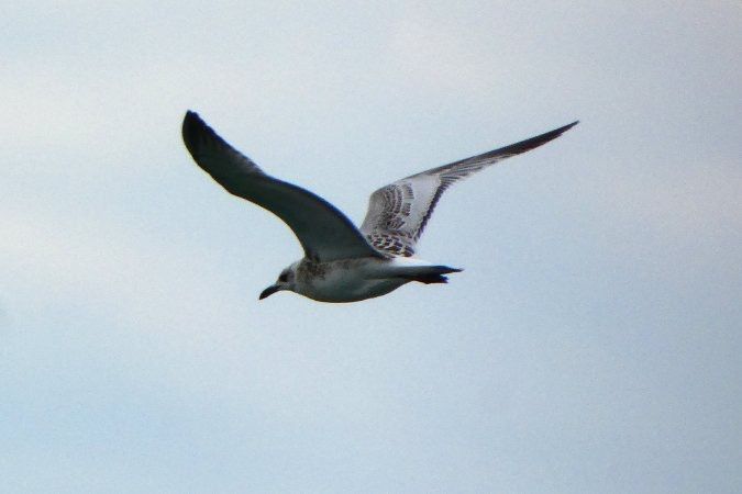 Mouette mélanocéphale 