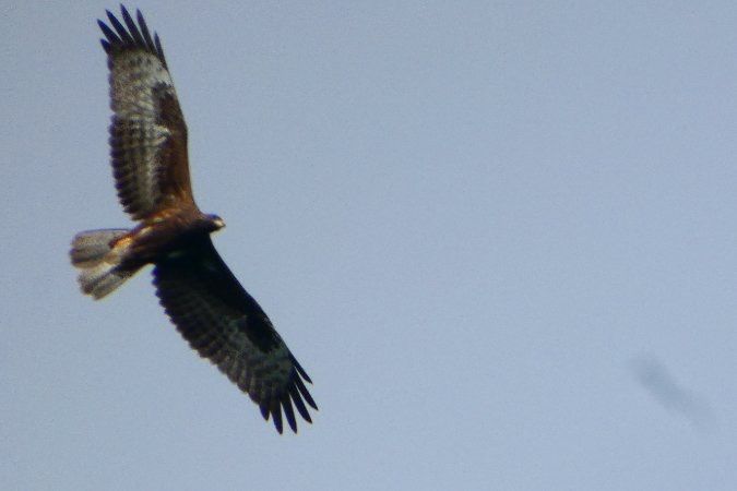 Oiseau indéterminé 
