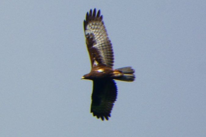 Oiseau indéterminé 
