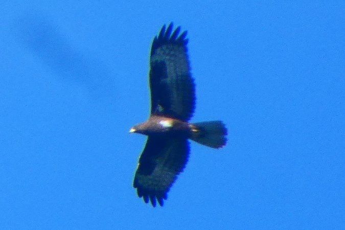 Oiseau indéterminé 