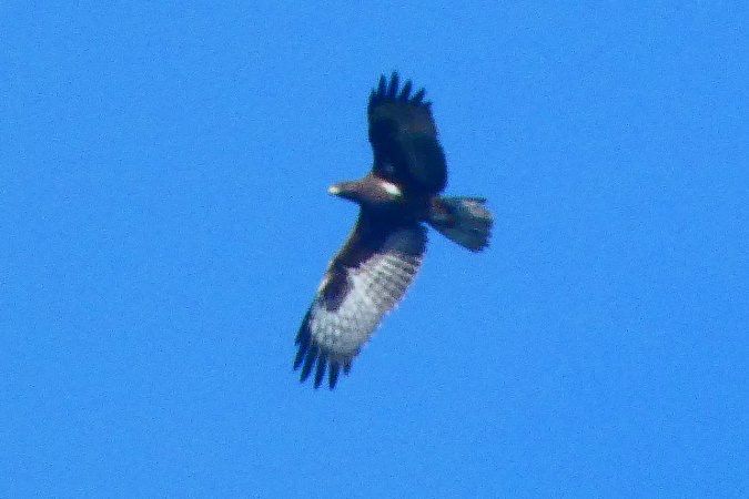 Oiseau indéterminé 